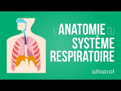 Vidéo: Anatomie, Diagramme Et Fonction Du Système Respiratoire - Healthline