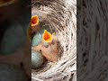 ज्वालामुखी के पास रहने वाला यह पक्षी खुन पीता है  #trending #viral #top #short #birds #instagram