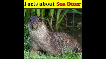 Amazing🔥 Facts about Sea Otter || Sea Otter#facts#shots #viralshorts#seaotter #seaotters#trending