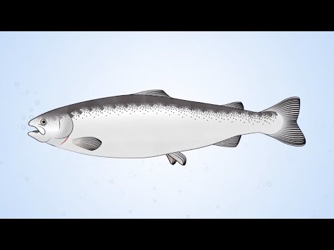 वीडियो: क्या मछलियों में अध्यावरण होता है?