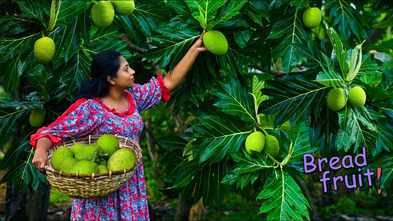 Вкусные рецепты хлебного дерева! Деревенская кулинария и сбор плодов хлебного дерева.