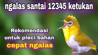 Suara Burung Pleci Belajar Ngalas 12345 Bikin Pleci Bahan Cepat Ngalas Nembak