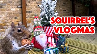 Squirrel's Nutty Christmas: Unwrapping Holiday Surprises! | The Brave Squirrel 🐿️
