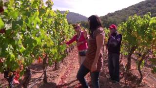 Ruta del Vino Valle del Maule