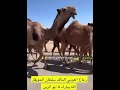المالك سلطان الحويقل 