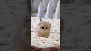 Cute Baby Kittens