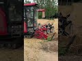 Rural wheat harvesting process 