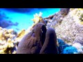 Diving in Sharm el Sheikh / Ras Muhammad