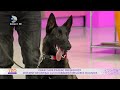 Teo Show(21.01.2022) - Moment de dresaj cu 3 ciobanesti belgieni malinois