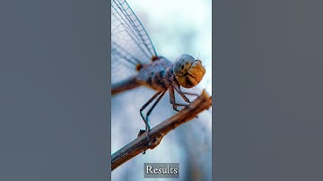 Macro Photography Of Dragonfly || Mobile Photography