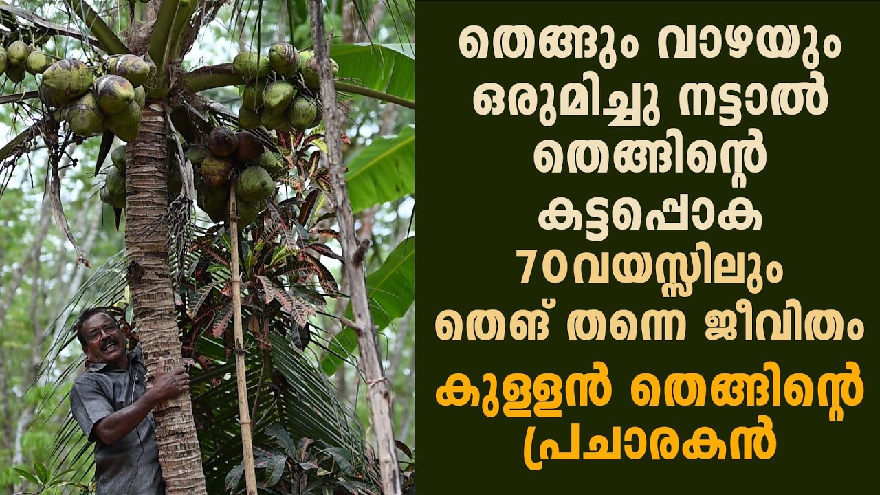 തെങ്ങും വാഴയും ഒരുമിച്ചു നട്ടാൽ തെങ്ങിൻ്റെ കട്ടപ്പൊക  #agrownews