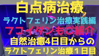 2022/6/14火曜日　ラクトフェリン、クロマジェルの使用法をご紹介！フコイダンの取り扱い説明書もご紹介！