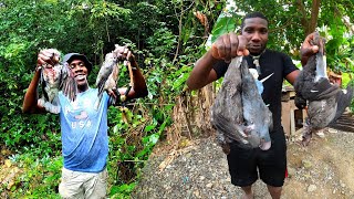 HOW TO HUNT BIRD IN JAMAICA HILLS /BUSH WITH SLINGSHOT BIRD CATCH CLEAN COOK YARD FRONT COOKING
