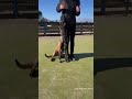 Malinois 10 mois  #malinois #belgianmalinois #dogtraining #puppymalinois #puppytraining