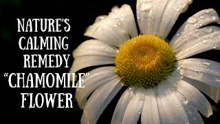 Chamomile Flowers – Nature’s Calming Bloom screenshot 4