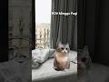 Pov minggu pagi #kucingmeme #memekucing #pov #povkucing #povkucingmeme #meow ##kucinglucu  #povlucu