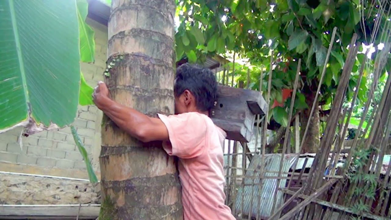 Pa Palui Tepe Taruk Enyuh/Panjat Pohon Kelapa