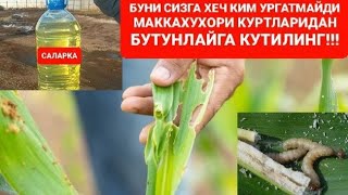 ЭНДИ МАККАЖЎХОРИ ҚУРТИДАН БУТУНЛАЙ ҚУТУЛАСИЗ !!!