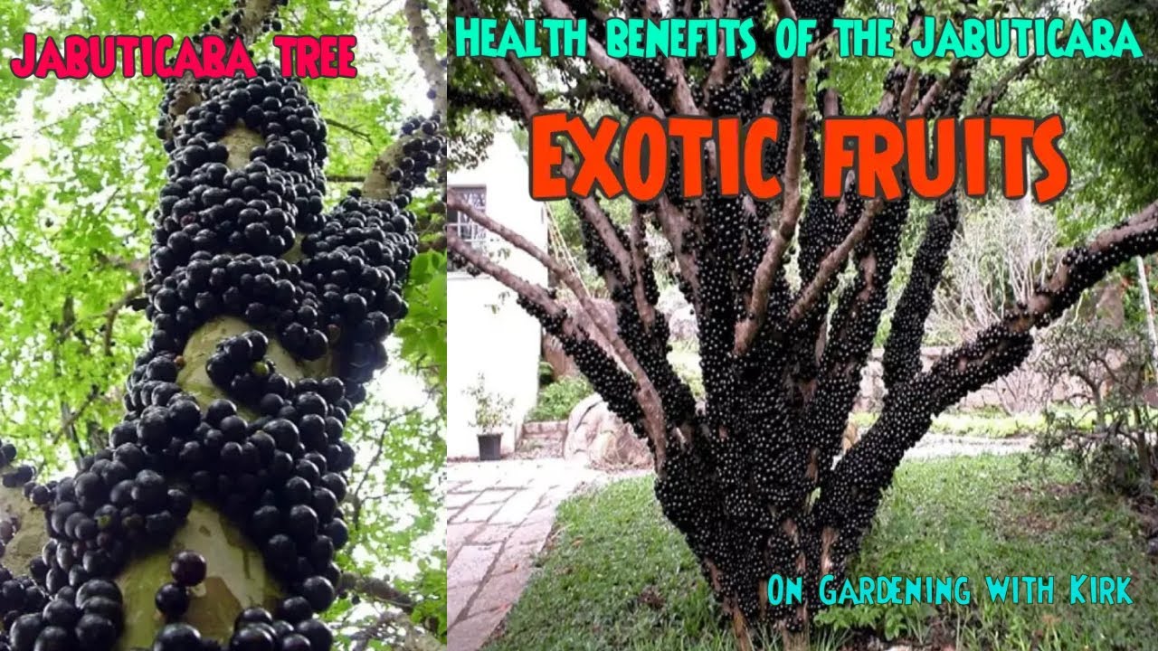Health Benefits of the Jabuticaba fruit YouTube