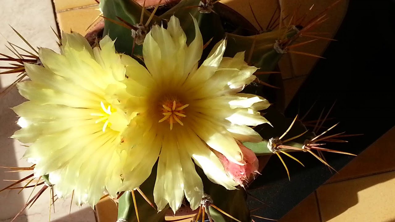 Slow Motion flower cactus YouTube