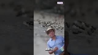 Mga asukal, paano nga ba mabilis na ipinapasa ng mga langgam? | Dami Mong Alam, Kuya Kim!