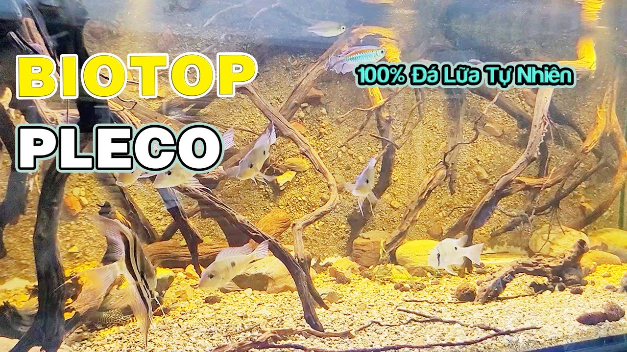 Hồ BioTop Chơi Pleco Full 100% Lũa Đá Sỏi Tự Nhiên, Dựa Trên 1 Góc Nhỏ Của Dòng Sông | Nam Ngô