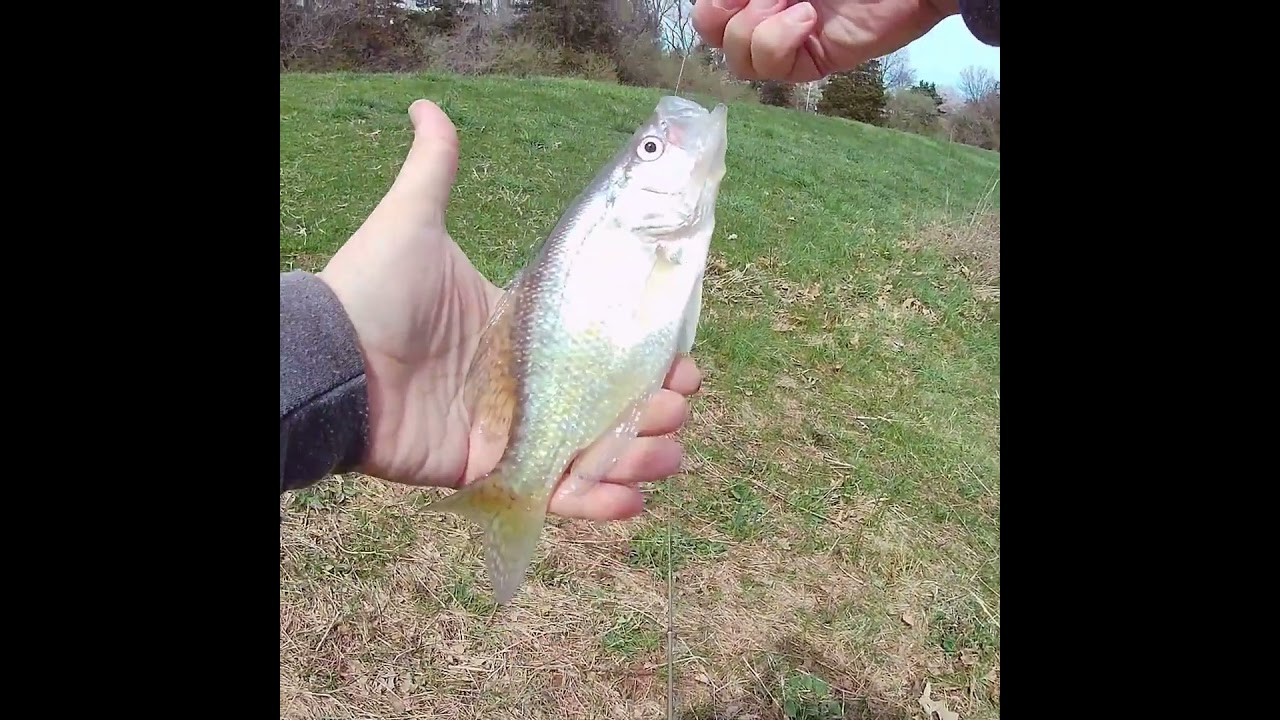 Scored one on a small swimbait #panfish #fishing #crappie