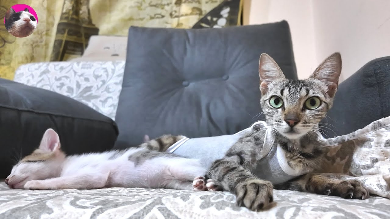 Бесконечная любовь худенькой мамы к своим котятам - выживет ли она после операции?