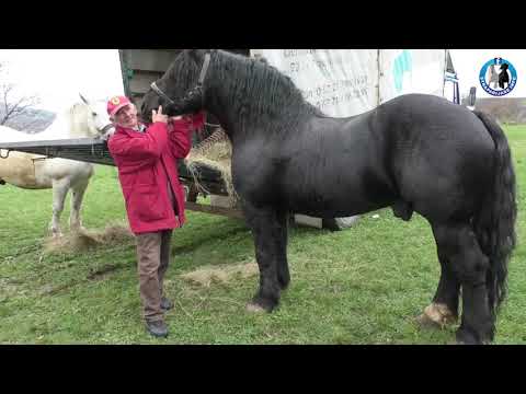 Video: Jutlandski Konj (teški Vučni Dan)
