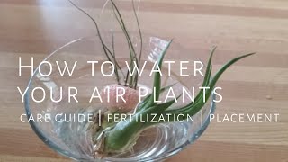 Merlot Mama Minute How To Water Your Airplants