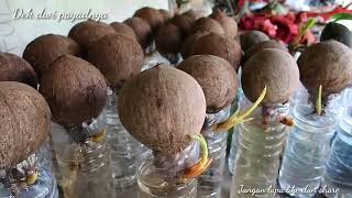 cara membuat bonsai kelapa media air/ coconut bonsai water media