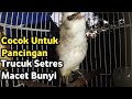 Trucukan Gacor Memanggil Lawan Sambung Ropel Cocok Untuk Pancingan Burung Trucuk Macet Bunyi