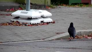 Crow waiting for green at the crosswalk to pass it