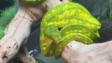 CHECK OUT 👀 Our BEAUTIFUL Biak Green Tree Pythons!