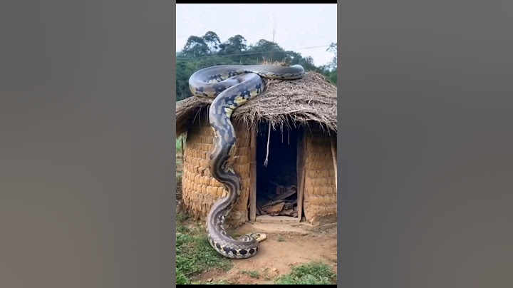 biggesr snake ever  #shorts