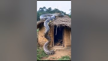 biggesr snake ever  #shorts