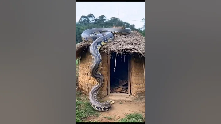 biggesr snake ever  #shorts