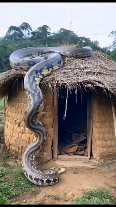 biggesr snake ever  #shorts