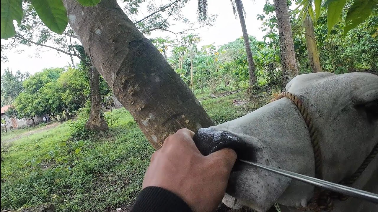 Paano Maiwasan ang Pag Ilap ng Baka Natin 🤔😀🐃🐂🐄#happyfarming 