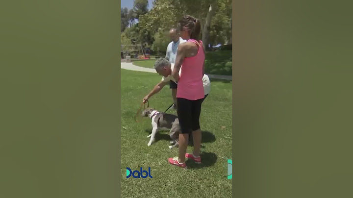 Cesar Millan Meets a Violent and Aggressive Pit Bull #shorts