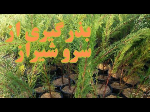 چطور از میوه سرو شیراز کسب درآمد کنیم