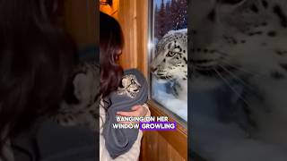 She Saved A Snow Leopard, Then It Saved Her Life