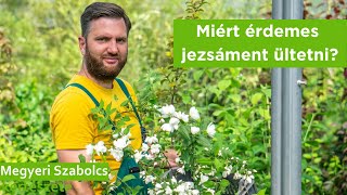 Miért érdemes jezsáment ültetni?