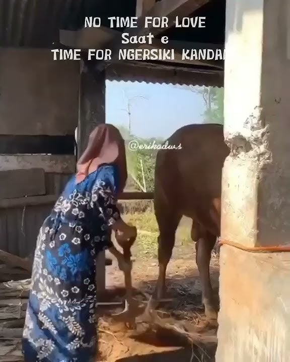 Story wa peternak sapi//ojolalingersikikandangmaszehh//cntik tenan maszehh//30detik
