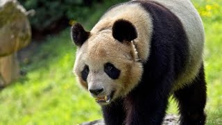 Au zoo de Beauval, on prépare le voyage vers la Chine du premier panda né en France