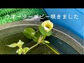 2021.8.29＊待ちに待ったウォーターポピーの開花