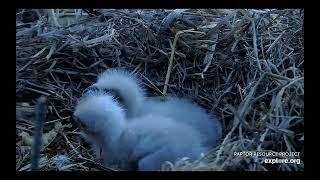 Decorah North Eagles - Fish Roe Jelly breakfast for the eaglets \/ explore.org 3\/30\/24