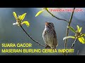 Master Suara Burung Gereja Impor Sparrow Bird Song Mp3 - Mp4 Download