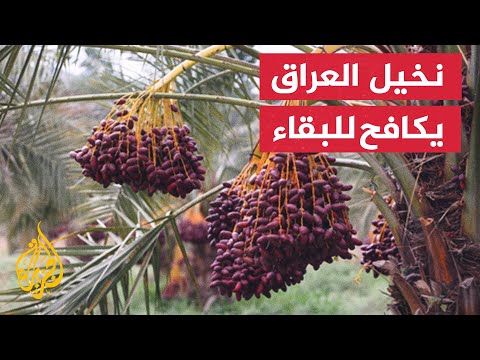 العراق.. محاولات لإعادة الاعتبار لزراعة النخيل وإنتاج التمور