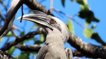Indian grey hornbill Call | Grey Hornbill Sound